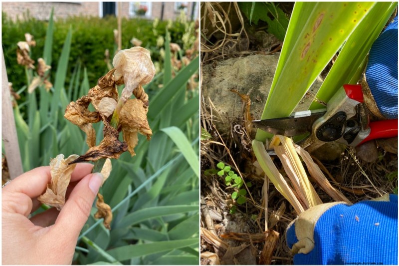 Expert Post‑Bloom Iris Care: The Key to Next Year’s Stunning Blooms