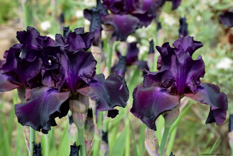 Expert Post‑Bloom Iris Care: The Key to Next Year’s Stunning Blooms