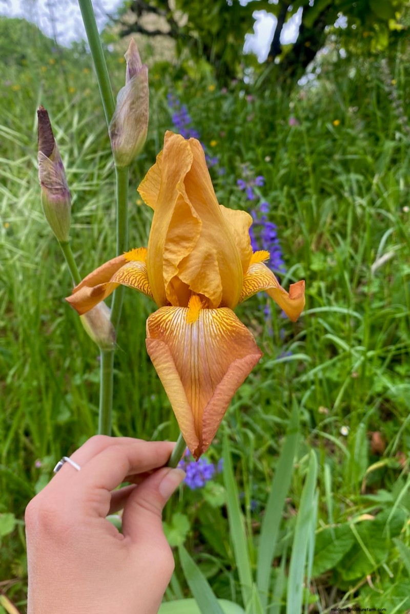 Expert Post‑Bloom Iris Care: The Key to Next Year’s Stunning Blooms