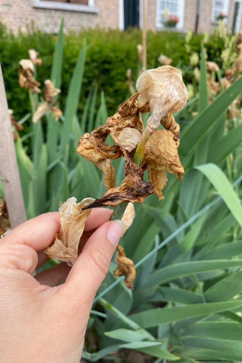 Expert Post‑Bloom Iris Care: The Key to Next Year’s Stunning Blooms