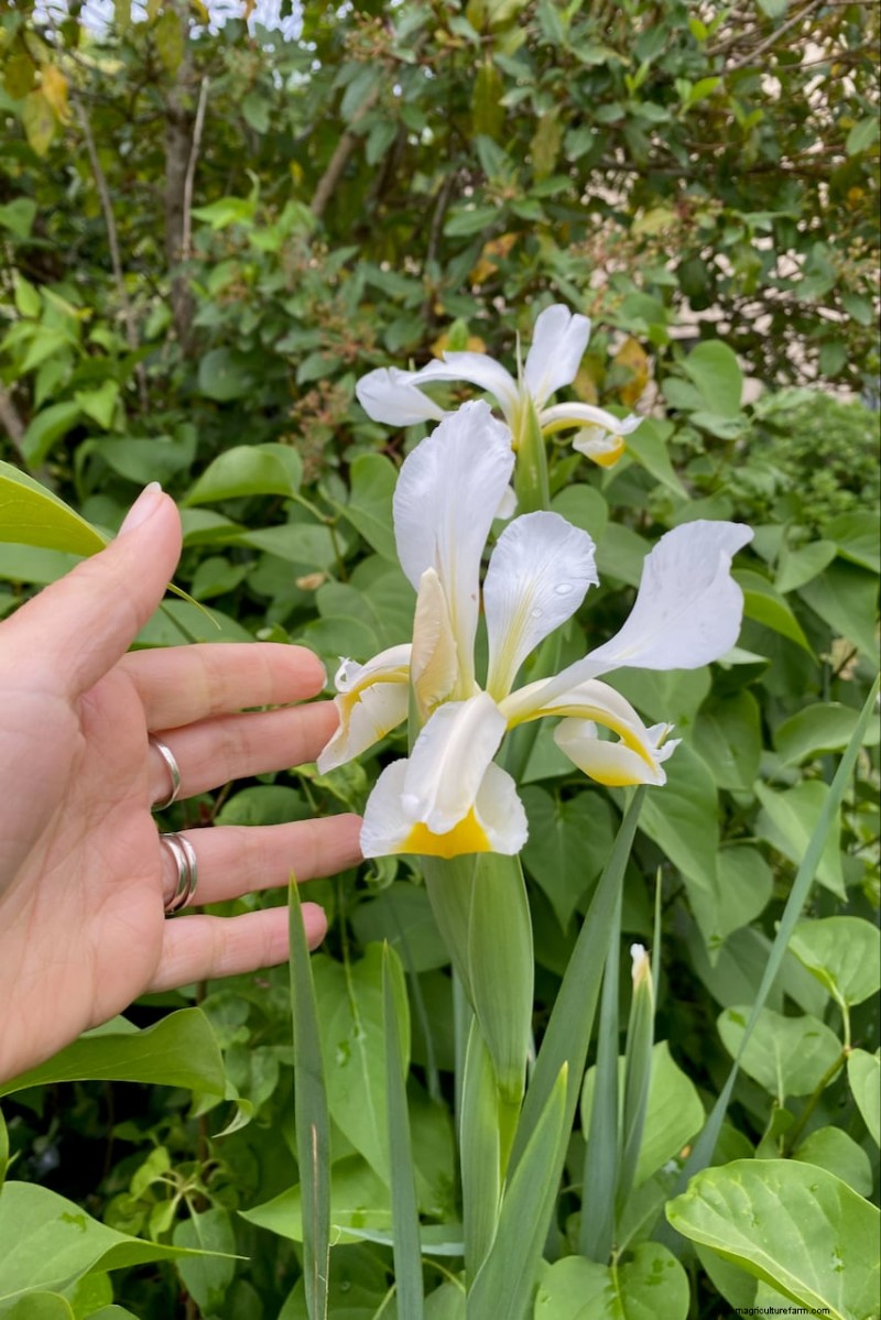 Expert Post‑Bloom Iris Care: The Key to Next Year’s Stunning Blooms