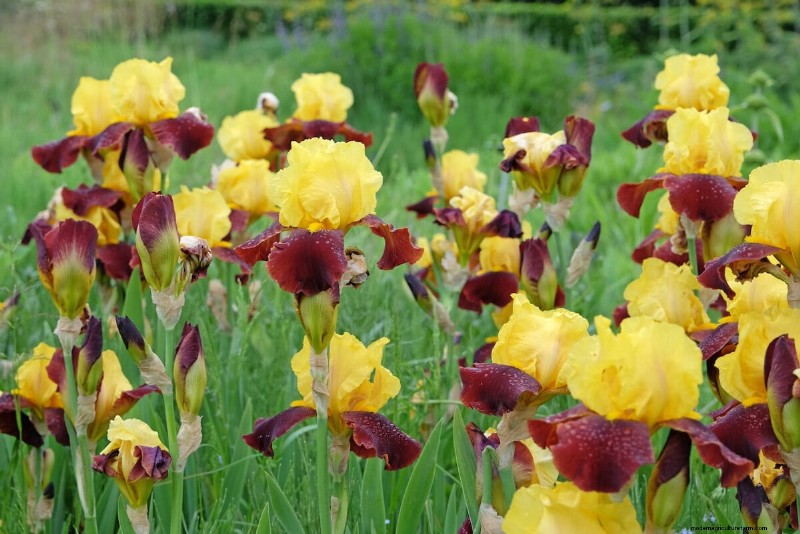 Expert Post‑Bloom Iris Care: The Key to Next Year’s Stunning Blooms