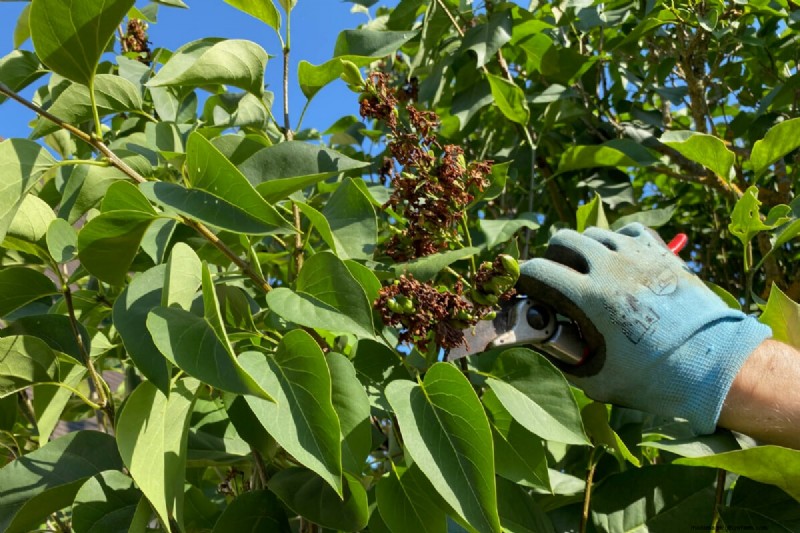 When to Prune Lilacs: A Complete Guide to Reviving Overlooked Shrubs