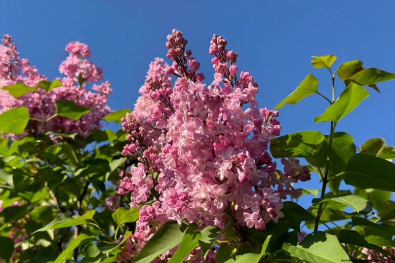 When to Prune Lilacs: A Complete Guide to Reviving Overlooked Shrubs