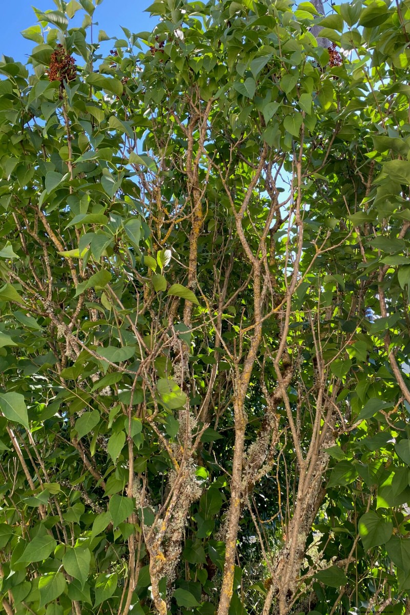 When to Prune Lilacs: A Complete Guide to Reviving Overlooked Shrubs
