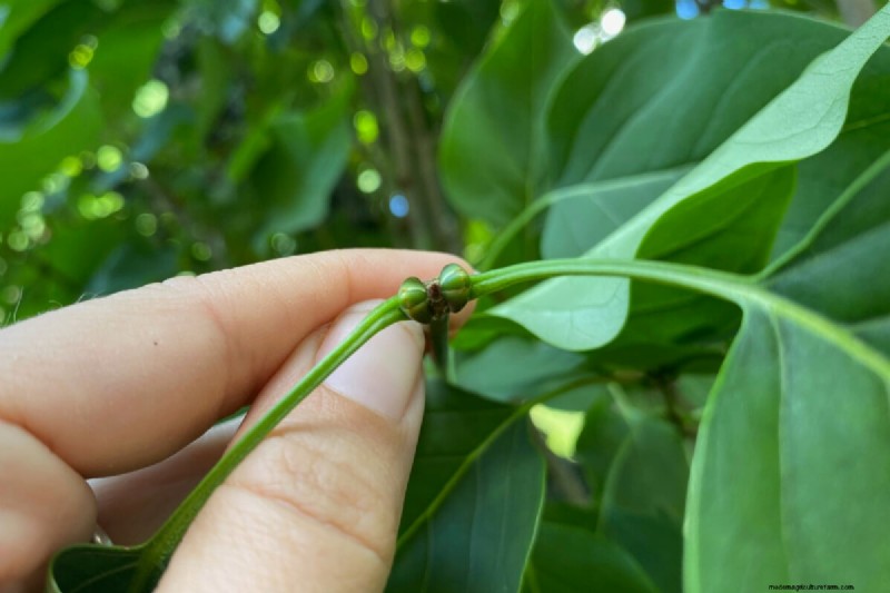 When to Prune Lilacs: A Complete Guide to Reviving Overlooked Shrubs