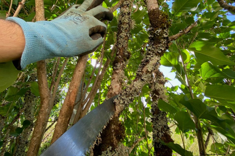 When to Prune Lilacs: A Complete Guide to Reviving Overlooked Shrubs