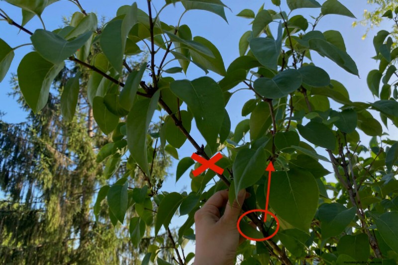 When to Prune Lilacs: A Complete Guide to Reviving Overlooked Shrubs