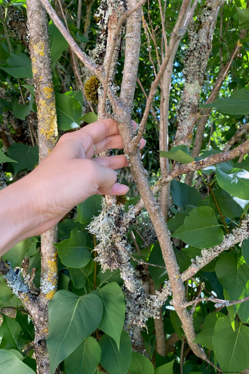 When to Prune Lilacs: A Complete Guide to Reviving Overlooked Shrubs