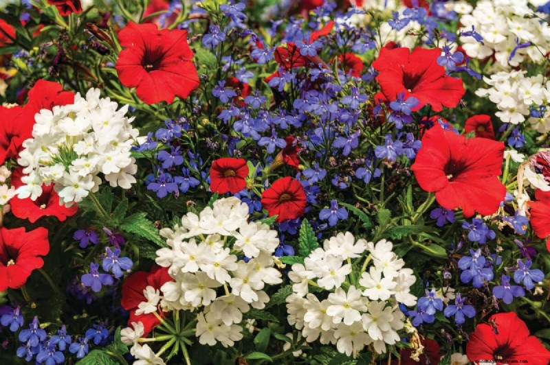 Celebrate the 250th Independence Day with a Stunning Red‑White‑Blue Flower Garden