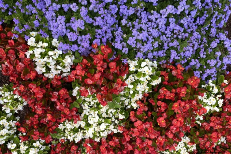 Celebrate the 250th Independence Day with a Stunning Red‑White‑Blue Flower Garden