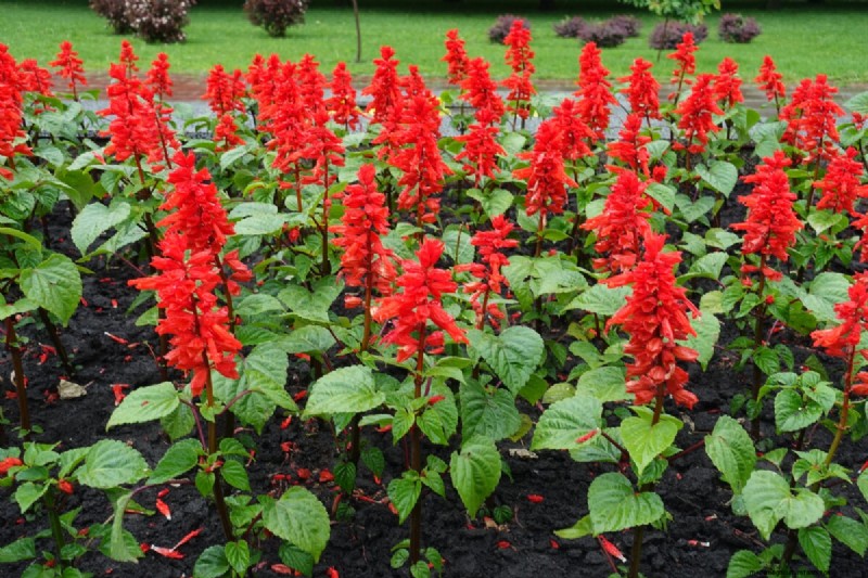 Celebrate the 250th Independence Day with a Stunning Red‑White‑Blue Flower Garden