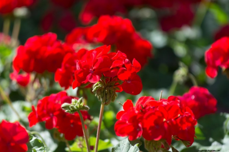 Celebrate the 250th Independence Day with a Stunning Red‑White‑Blue Flower Garden