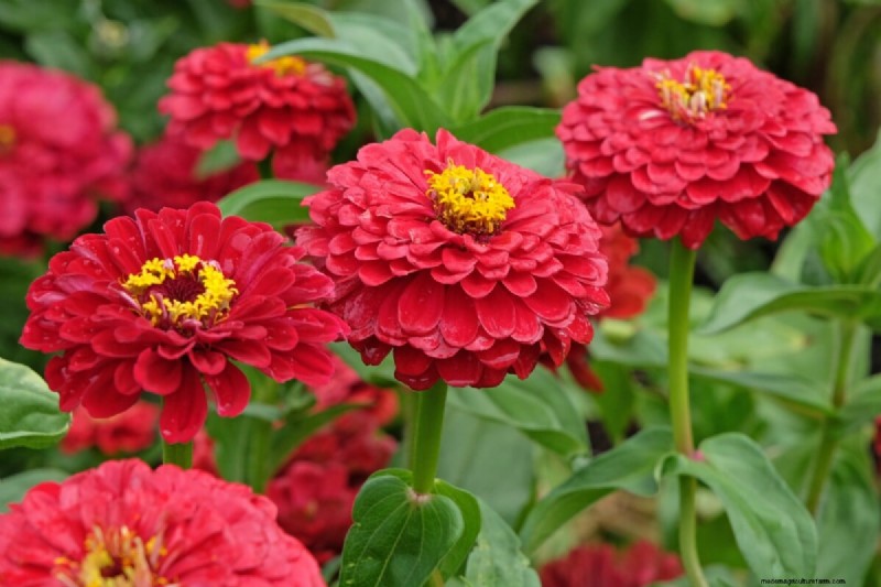Celebrate the 250th Independence Day with a Stunning Red‑White‑Blue Flower Garden