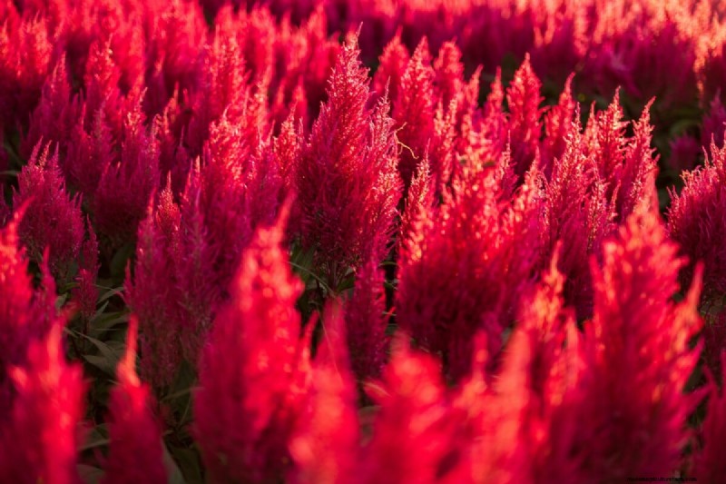 Celebrate the 250th Independence Day with a Stunning Red‑White‑Blue Flower Garden