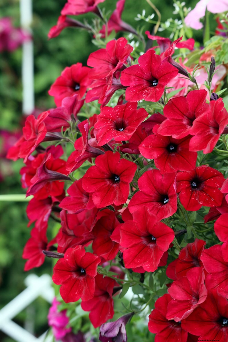 Celebrate the 250th Independence Day with a Stunning Red‑White‑Blue Flower Garden