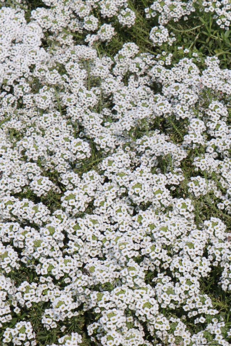 Celebrate the 250th Independence Day with a Stunning Red‑White‑Blue Flower Garden