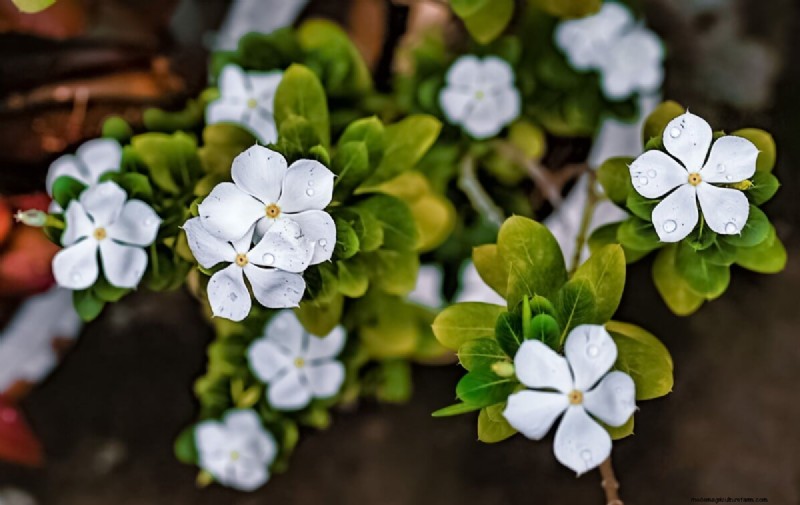 Celebrate the 250th Independence Day with a Stunning Red‑White‑Blue Flower Garden