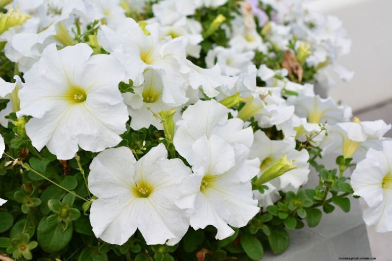 Celebrate the 250th Independence Day with a Stunning Red‑White‑Blue Flower Garden