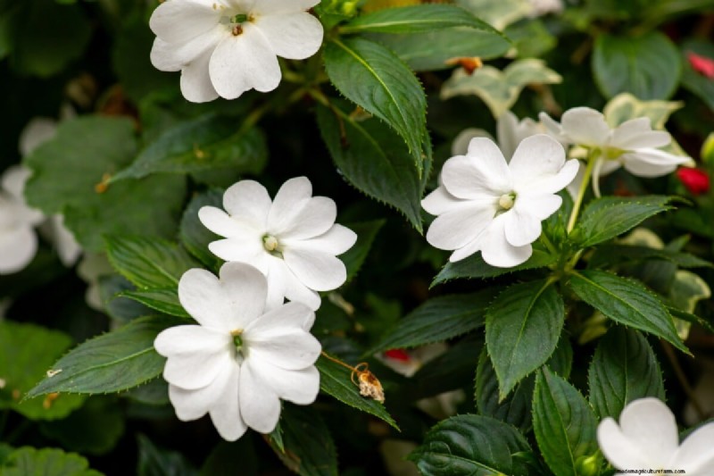 Celebrate the 250th Independence Day with a Stunning Red‑White‑Blue Flower Garden