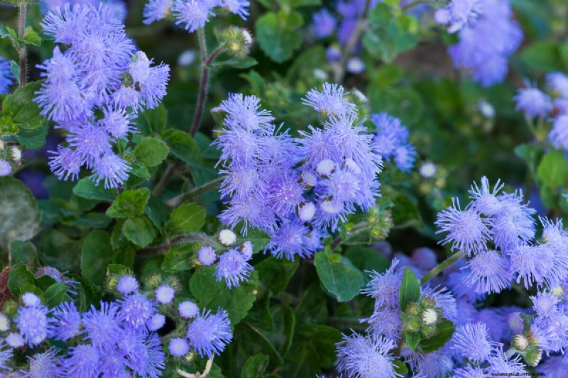 Celebrate the 250th Independence Day with a Stunning Red‑White‑Blue Flower Garden