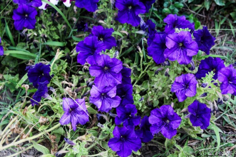 Celebrate the 250th Independence Day with a Stunning Red‑White‑Blue Flower Garden