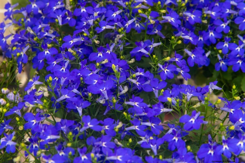 Celebrate the 250th Independence Day with a Stunning Red‑White‑Blue Flower Garden