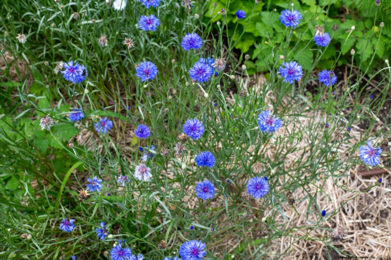 Celebrate the 250th Independence Day with a Stunning Red‑White‑Blue Flower Garden