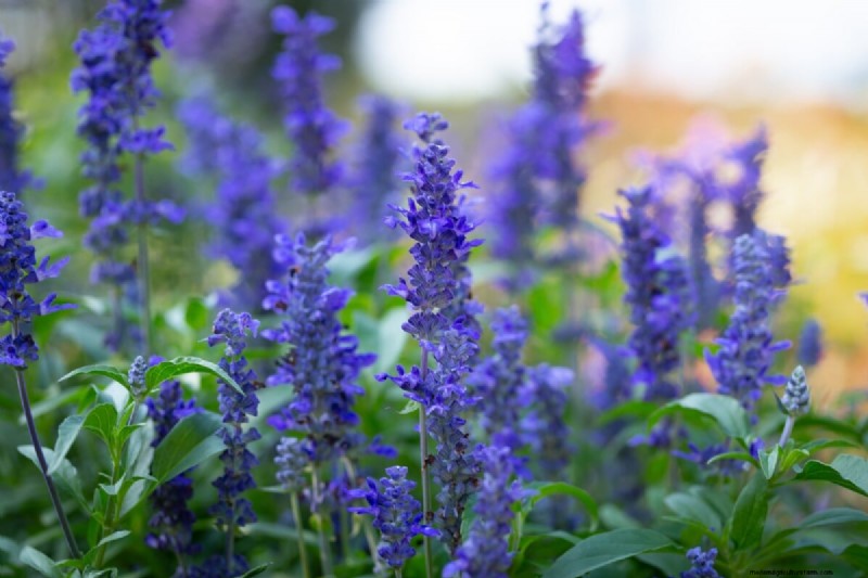 Celebrate the 250th Independence Day with a Stunning Red‑White‑Blue Flower Garden