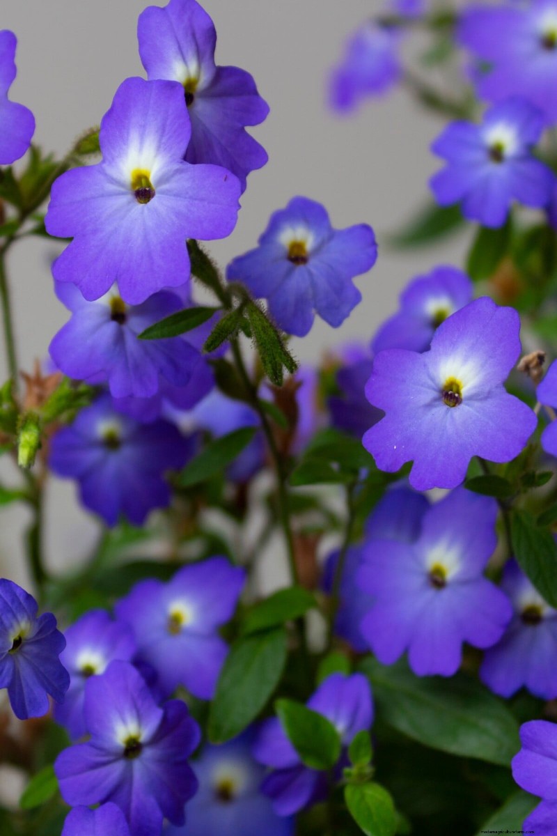 Celebrate the 250th Independence Day with a Stunning Red‑White‑Blue Flower Garden
