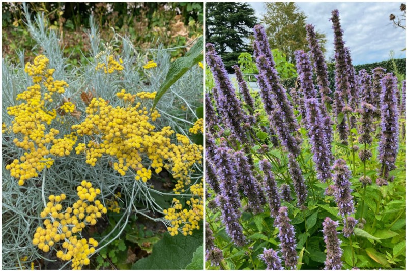 7 Reliable Plants to Replace Your Struggling Lavender