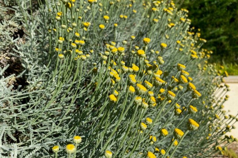 7 Reliable Plants to Replace Your Struggling Lavender