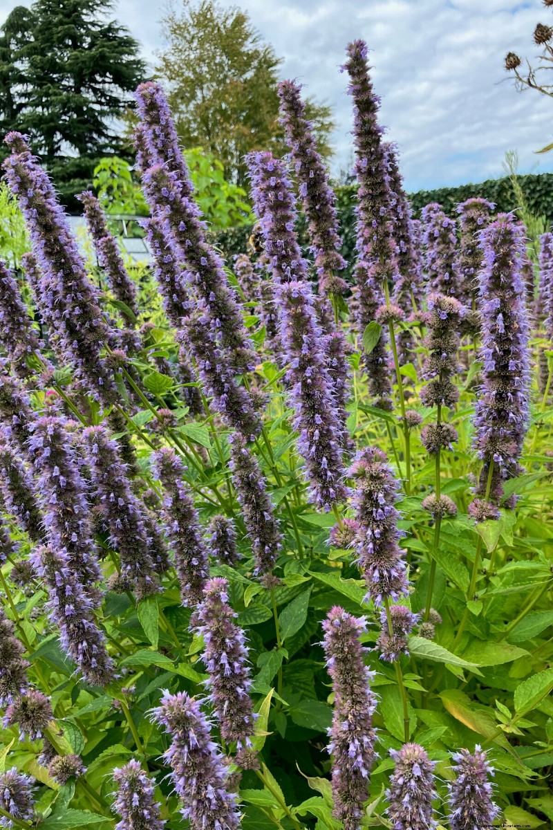 7 Reliable Plants to Replace Your Struggling Lavender