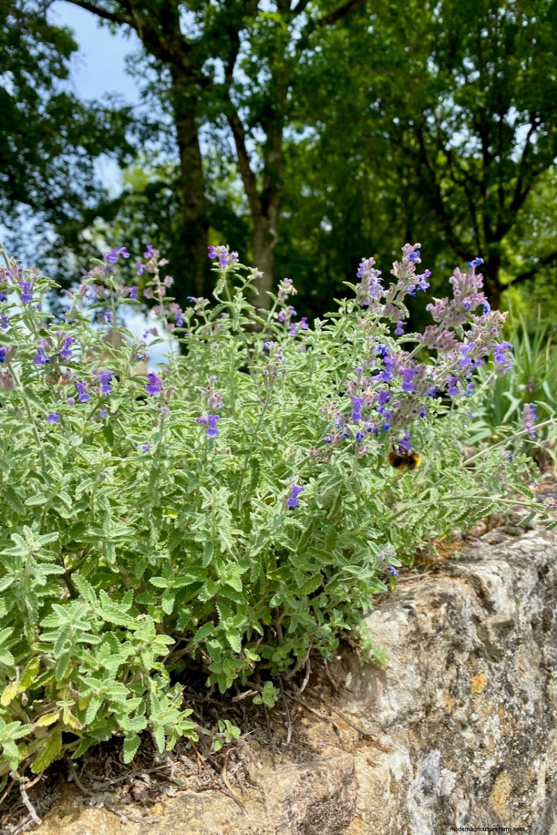 7 Reliable Plants to Replace Your Struggling Lavender