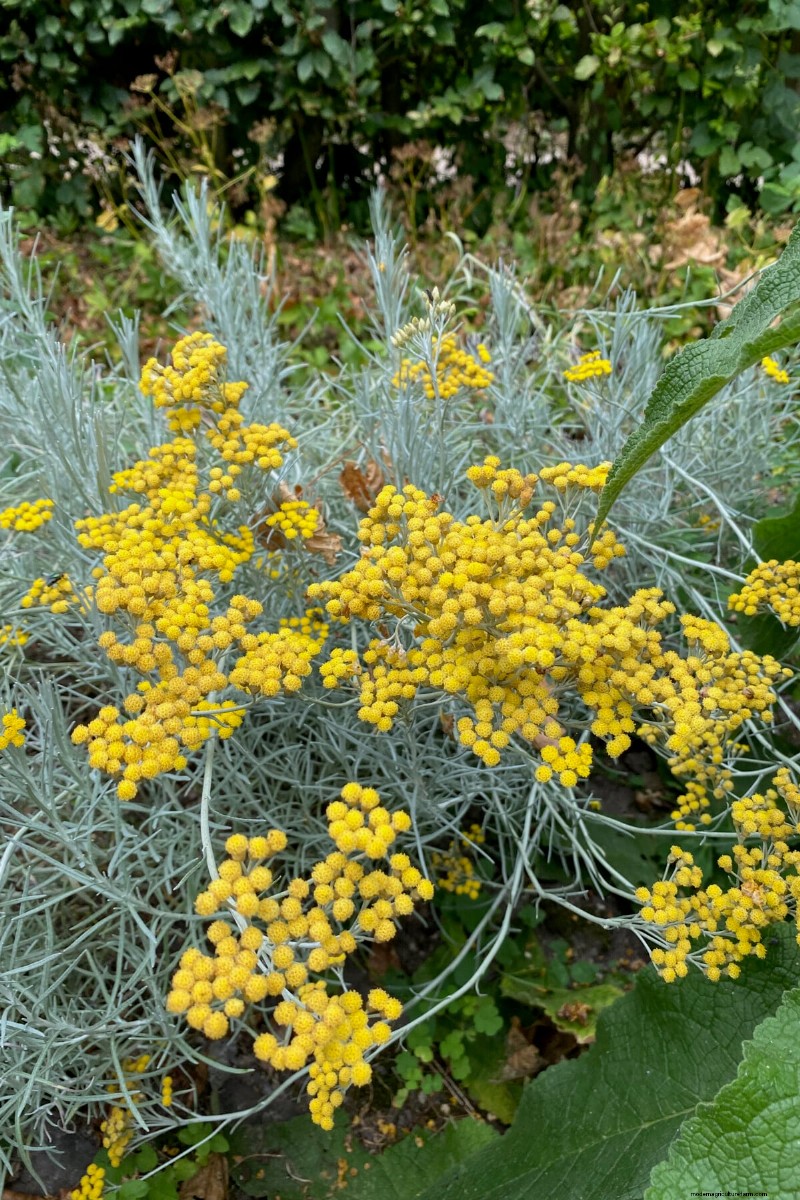 7 Reliable Plants to Replace Your Struggling Lavender