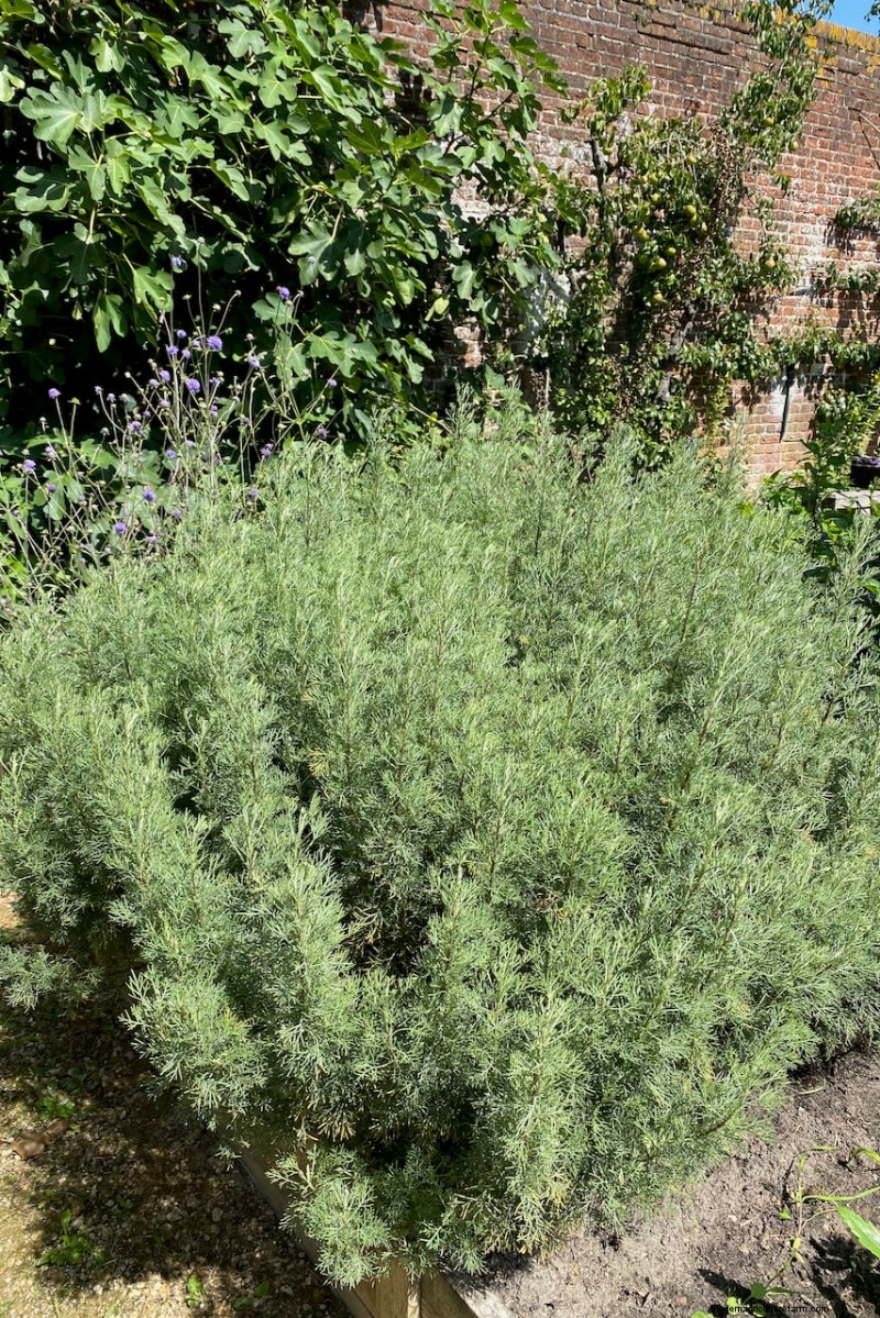 7 Reliable Plants to Replace Your Struggling Lavender