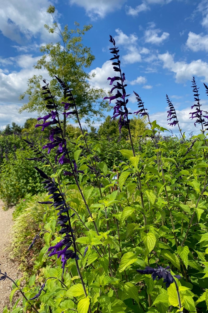 7 Reliable Plants to Replace Your Struggling Lavender