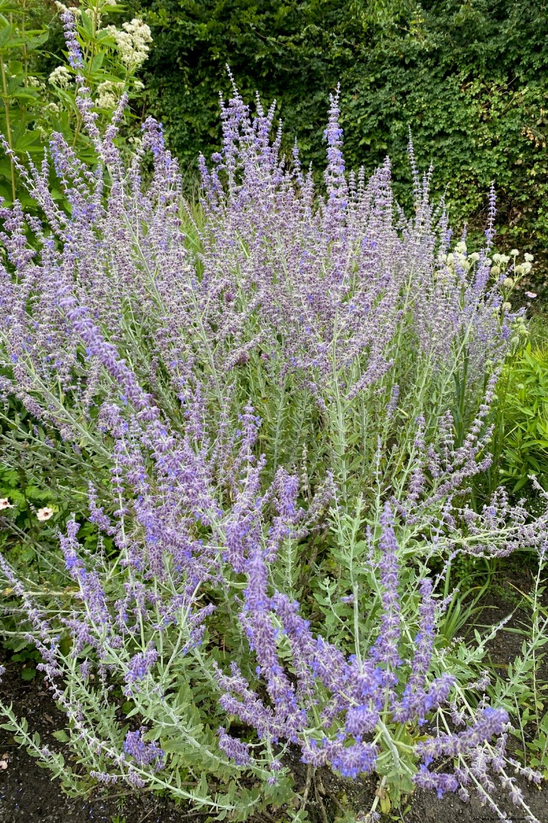 7 Reliable Plants to Replace Your Struggling Lavender