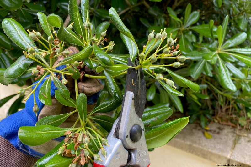 9 Flowering Shrubs That Benefit From Late‑Spring Pruning