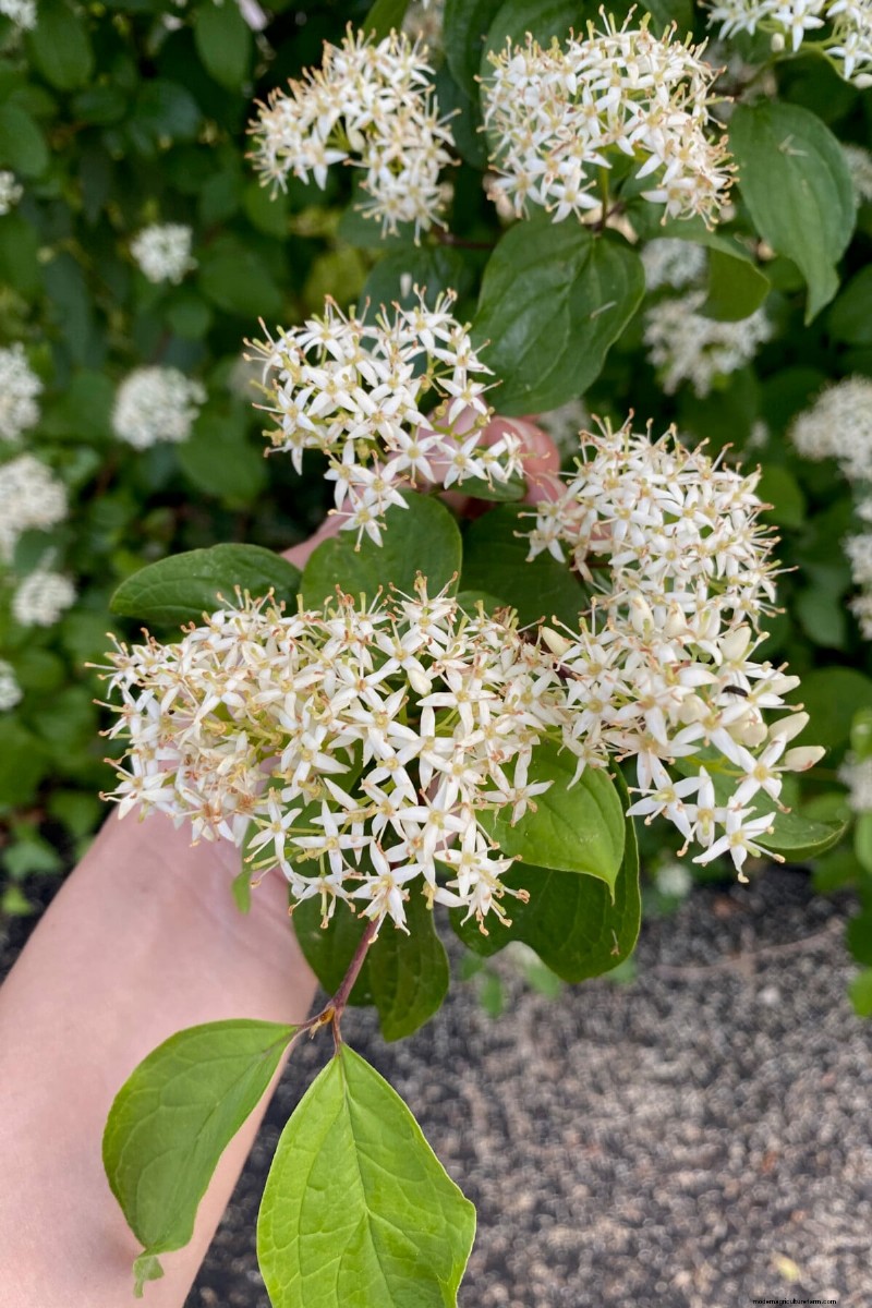 9 Flowering Shrubs That Benefit From Late‑Spring Pruning