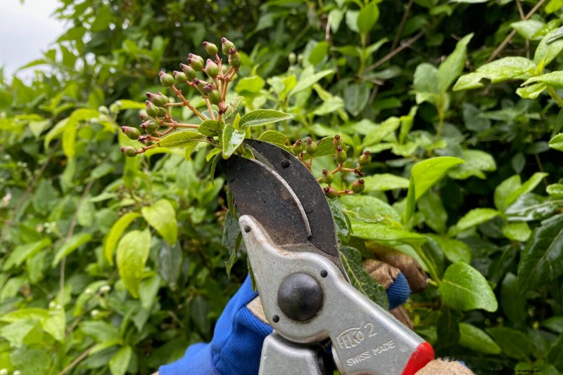 9 Flowering Shrubs That Benefit From Late‑Spring Pruning