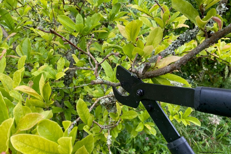 9 Flowering Shrubs That Benefit From Late‑Spring Pruning