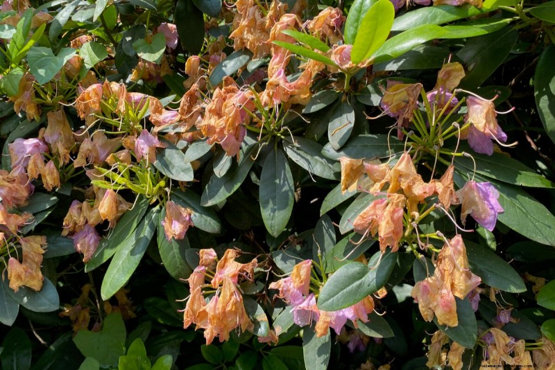 9 Flowering Shrubs That Benefit From Late‑Spring Pruning