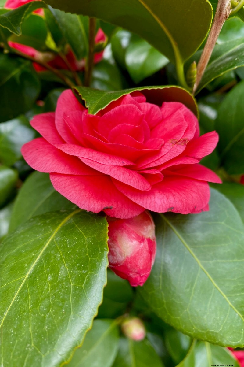 9 Flowering Shrubs That Benefit From Late‑Spring Pruning