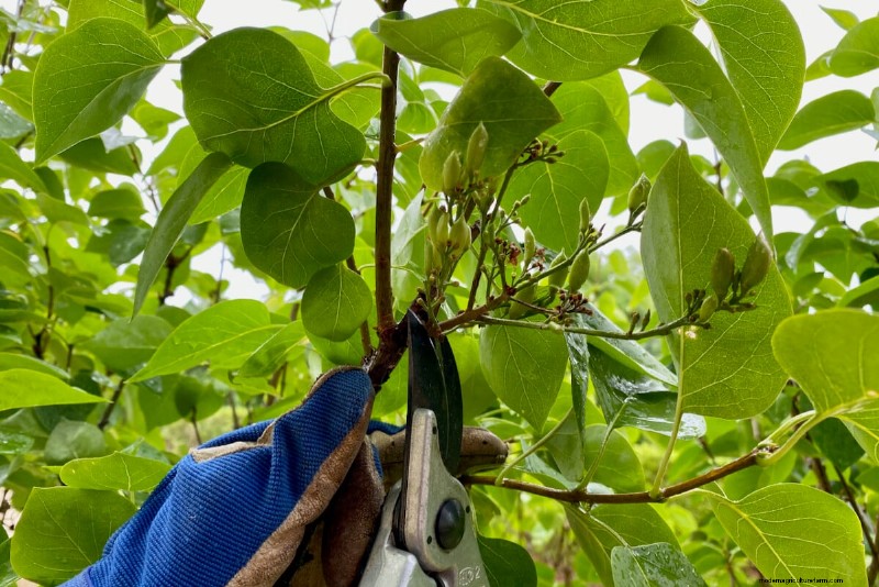 9 Flowering Shrubs That Benefit From Late‑Spring Pruning