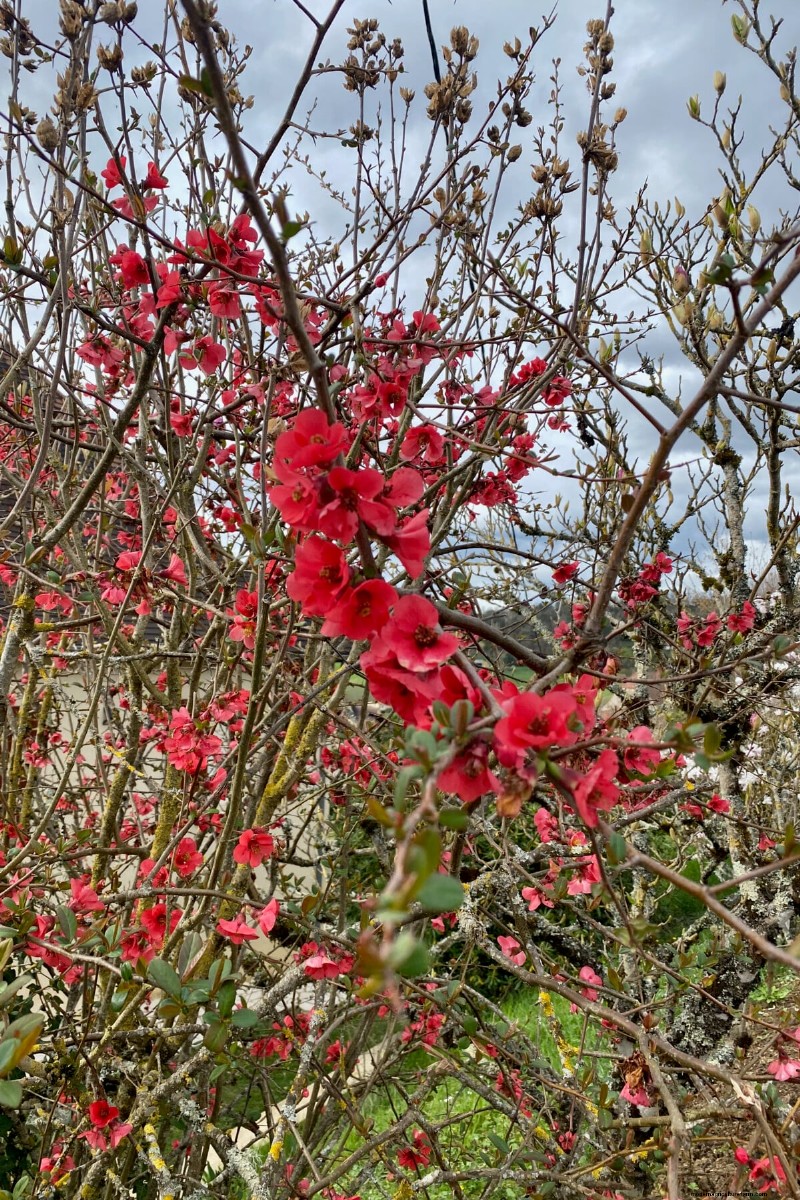 9 Flowering Shrubs That Benefit From Late‑Spring Pruning