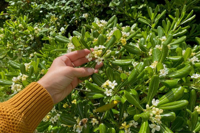 9 Flowering Shrubs That Benefit From Late‑Spring Pruning