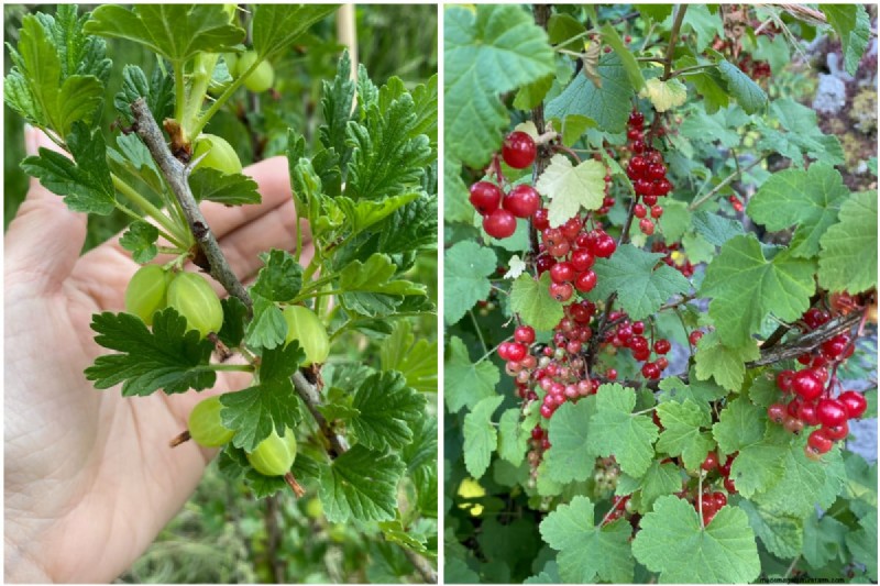 8 Edible Shrubs for a Fruit‑Bearing Privacy Hedge