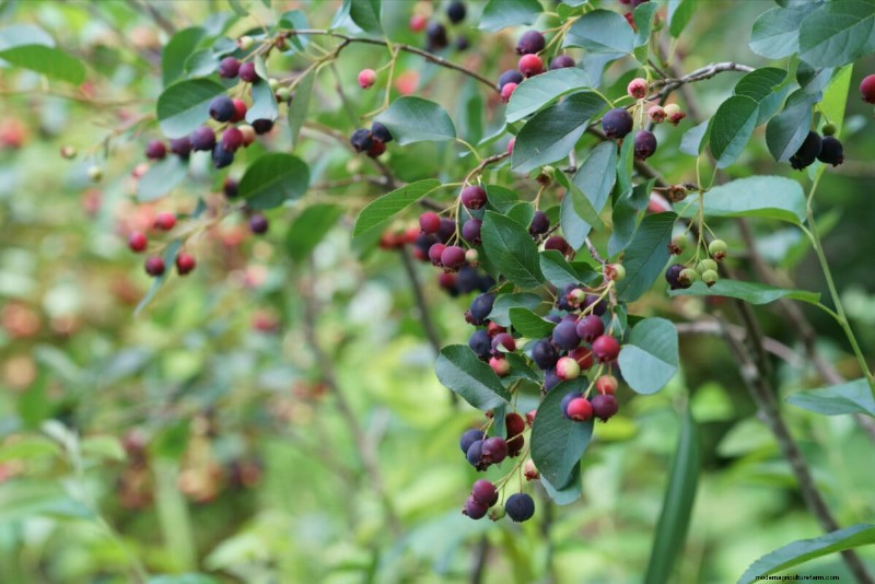 8 Edible Shrubs for a Fruit‑Bearing Privacy Hedge