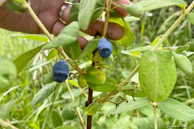 8 Edible Shrubs for a Fruit‑Bearing Privacy Hedge